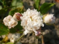 R. anemoneflora
